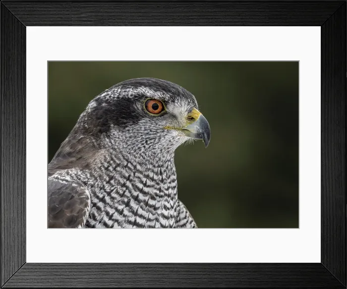 Framed Print : Goshawk (Accipiter gentilis) - captive, Ontario, Canada Framed Print : Goshawk (Accipiter gentilis) - captive, Ontario, Canada