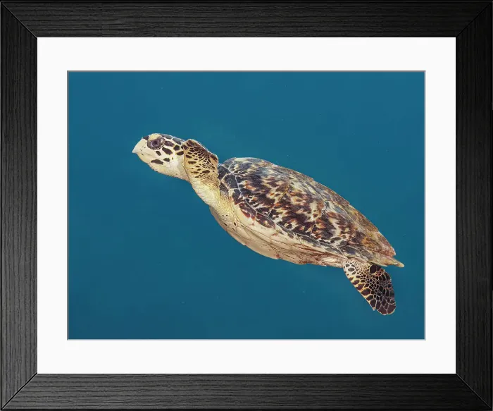Framed Print : Hawksbill Turtle (Eretmochelys imbricata), Grand Cayman, Cayman Islands, British West Indies Framed Print : Hawksbill Turtle (Eretmochelys imbricata), Grand Cayman, Cayman Islands, British West Indies