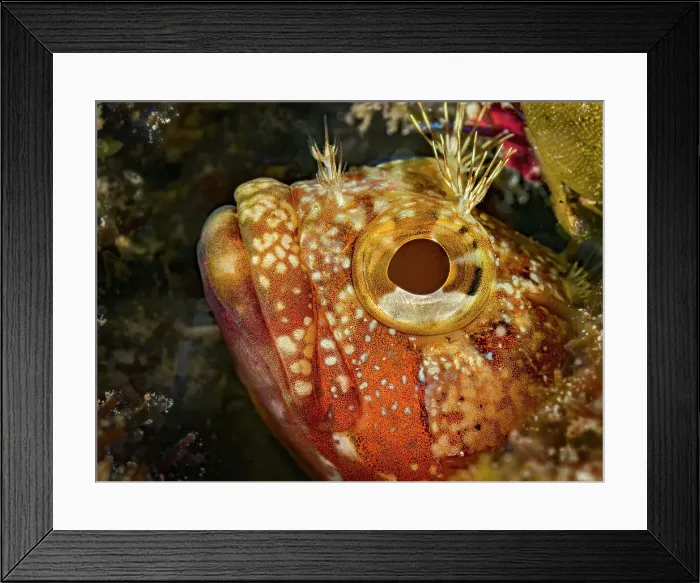 Framed Print : Downy Blenny (Gobioclinus kalisherae), Grand Cayman, Cayman Islands, British West Indies Framed Print : Downy Blenny (Gobioclinus kalisherae), Grand Cayman, Cayman Islands, British West Indies