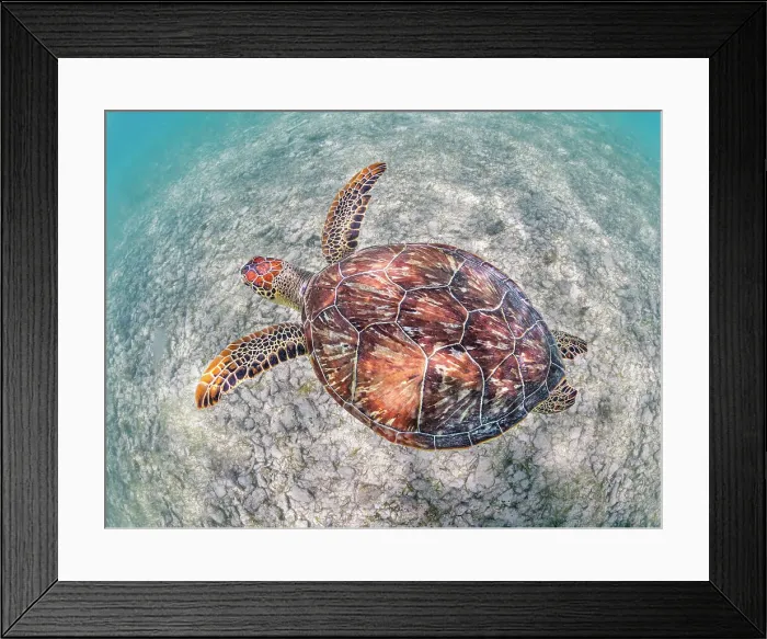 Framed Print : Green Turtle (Chelonia mydas), Grand Cayman, Cayman Islands, British West Indies Framed Print : Green Turtle (Chelonia mydas), Grand Cayman, Cayman Islands, British West Indies