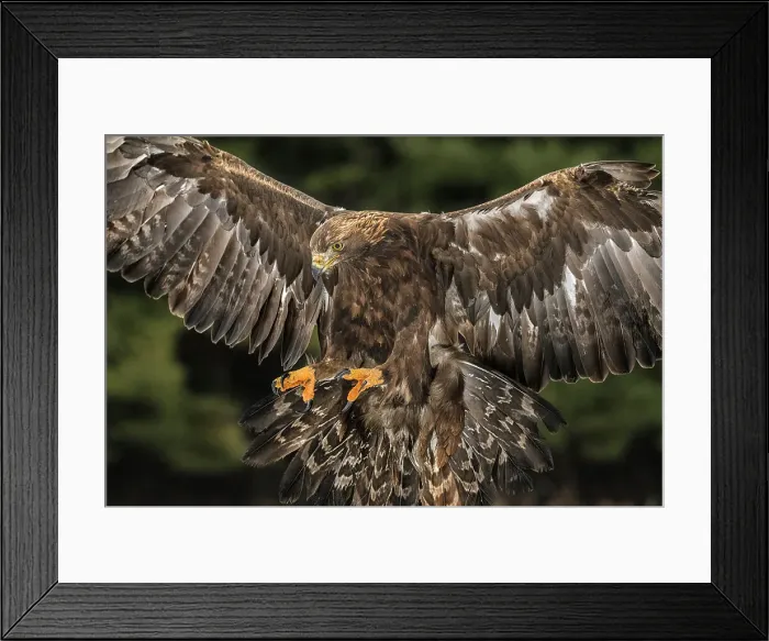 Framed Print : Golden Eagle (Aquila chrysaetos) - captive bred, Ontario, Canada Framed Print : Golden Eagle (Aquila chrysaetos) - captive bred, Ontario, Canada