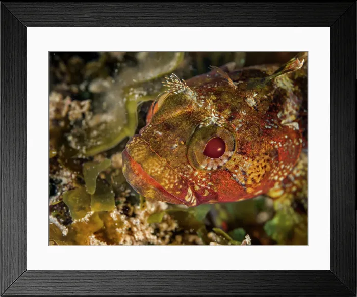 Framed Print : Downy Blenny (Gobioclinus kalisherae), Grand Cayman, Cayman Islands, British West Indies Framed Print : Downy Blenny (Gobioclinus kalisherae), Grand Cayman, Cayman Islands, British West Indies