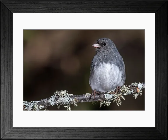 Framed Print : Dark-eyed junco (Junco hyemalis), Ontario, Canada Framed Print : Dark-eyed junco (Junco hyemalis), Ontario, Canada