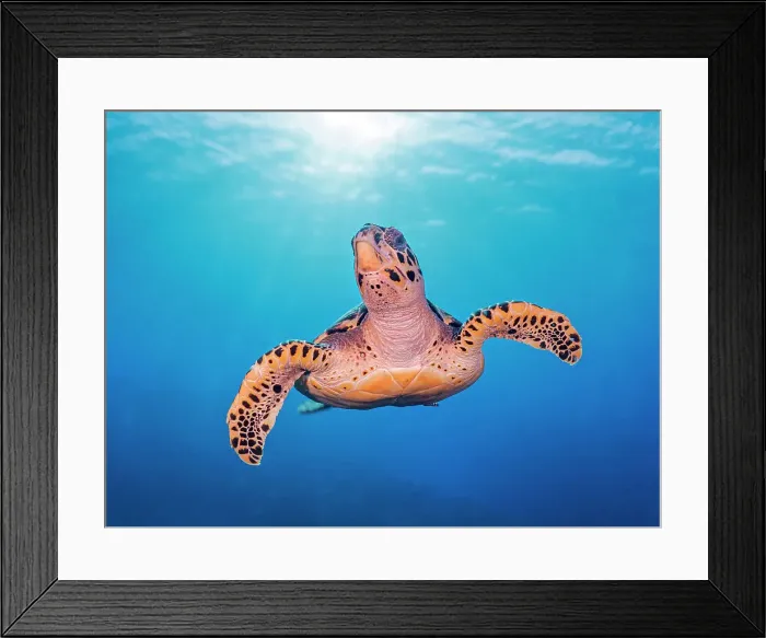 Framed Print : Hawksbill Turtle (Eretmochelys imbricata), Grand Cayman, Cayman Islands, British West Indies Framed Print : Hawksbill Turtle (Eretmochelys imbricata), Grand Cayman, Cayman Islands, British West Indies