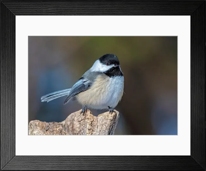 Framed Print : Black-capped Chickadee (Poecile atricapillus), Ontario, Canada Framed Print : Black-capped Chickadee (Poecile atricapillus), Ontario, Canada