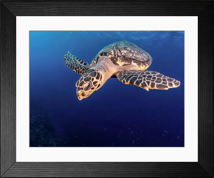 Framed Print : Hawksbill Turtle (Eretmochelys imbricata), Grand Cayman, Cayman Islands, British West Indies Framed Print : Hawksbill Turtle (Eretmochelys imbricata), Grand Cayman, Cayman Islands, British West Indies