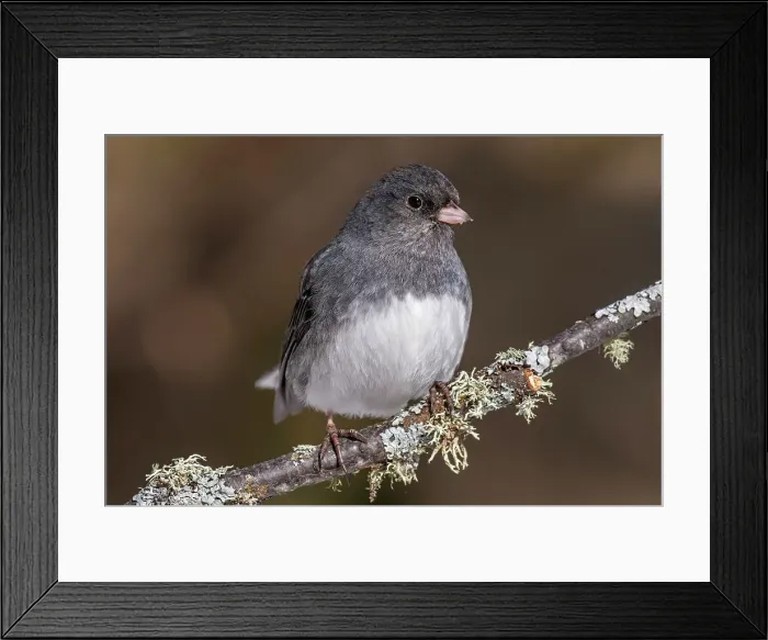 Framed Print : Dark-eyed junco (Junco hyemalis), Ontario, Canada Framed Print : Dark-eyed junco (Junco hyemalis), Ontario, Canada
