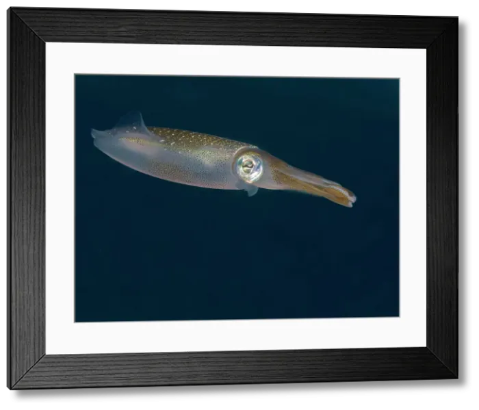 Framed Print : Caribbean Reef Squid (Sepioteuthis sepioidea), Grand Cayman, Cayman Islands, British West Indies Framed Print : Caribbean Reef Squid (Sepioteuthis sepioidea), Grand Cayman, Cayman Islands, British West Indies