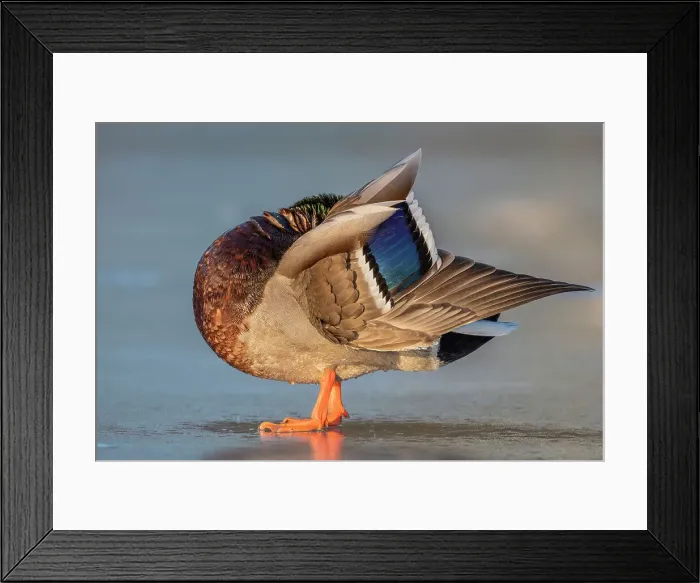 Framed Print : Mallard (Anas platyrhynchos) drake preening, Humber Bay Park, Toronto, Ontario, Canada