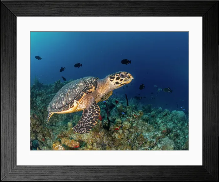 Framed Print : Hawksbill Turtle (Eretmochelys imbricata), Grand Cayman, Cayman Islands, British West Indies Framed Print : Hawksbill Turtle (Eretmochelys imbricata), Grand Cayman, Cayman Islands, British West Indies