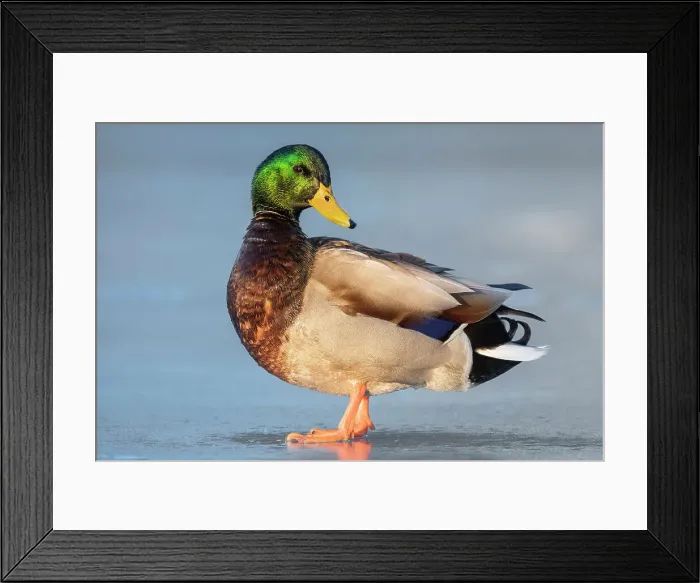 Framed Print : Mallard (Anas platyrhynchos) drake, Humber Bay Park, Toronto, Ontario, Canada Framed Print : Mallard (Anas platyrhynchos) drake, Humber Bay Park, Toronto, Ontario, Canada