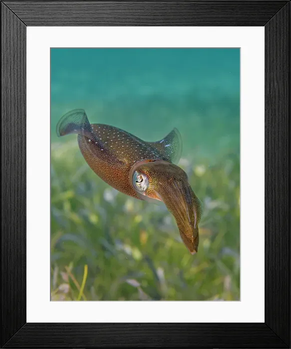 Framed Print : Caribbean Reef Squid (Sepioteuthis sepioidea), Grand Cayman, Cayman Islands, British West Indies Framed Print : Caribbean Reef Squid (Sepioteuthis sepioidea), Grand Cayman, Cayman Islands, British West Indies