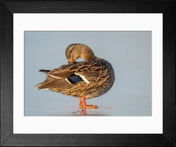 Framed Print : Mallard (Anas platyrhynchos) hen preening, Humber Bay Park, Toronto, Ontario, Canada Framed Print : Mallard (Anas platyrhynchos) hen preening, Humber Bay Park, Toronto, Ontario, Canada