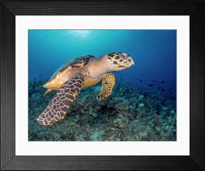 Framed Print : Hawksbill Turtle (Eretmochelys imbricata), Grand Cayman, Cayman Islands, British West Indies Framed Print : Hawksbill Turtle (Eretmochelys imbricata), Grand Cayman, Cayman Islands, British West Indies