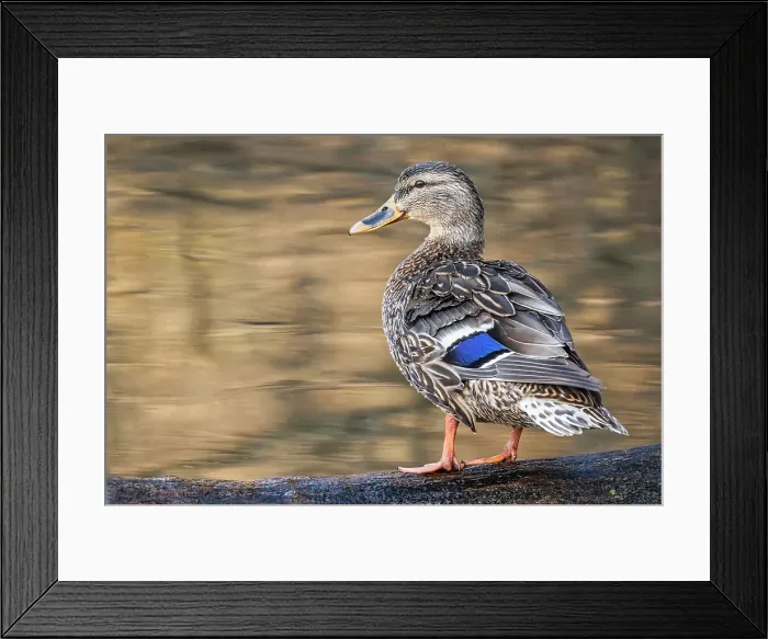 Framed Print : Mallard (Anas platyrhynchos) hen, Humber Bay Park, Toronto, Ontario, Canada Framed Print : Mallard (Anas platyrhynchos) hen, Humber Bay Park, Toronto, Ontario, Canada