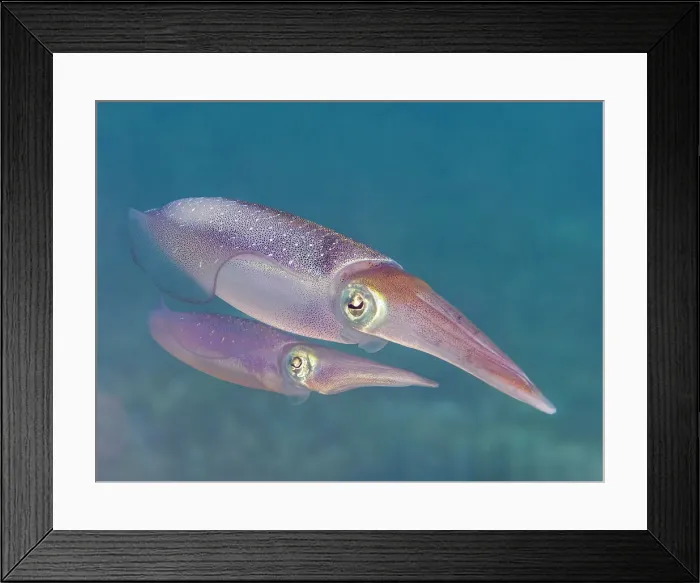Framed Print : Caribbean Reef Squid (Sepioteuthis sepioidea), Grand Cayman, Cayman Islands, British West Indies Framed Print : Caribbean Reef Squid (Sepioteuthis sepioidea), Grand Cayman, Cayman Islands, British West Indies