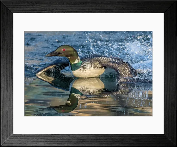 Framed Print : Common Loon (Gavia immer) on Horseshoe Lake, Muskoka, Ontario, Canada Framed Print : Common Loon (Gavia immer) on Horseshoe Lake, Muskoka, Ontario, Canada