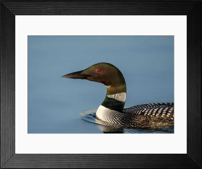 Framed Print : Common Loon (Gavia immer) on Horseshoe Lake, Muskoka, Ontario, Canada Framed Print : Common Loon (Gavia immer) on Horseshoe Lake, Muskoka, Ontario, Canada