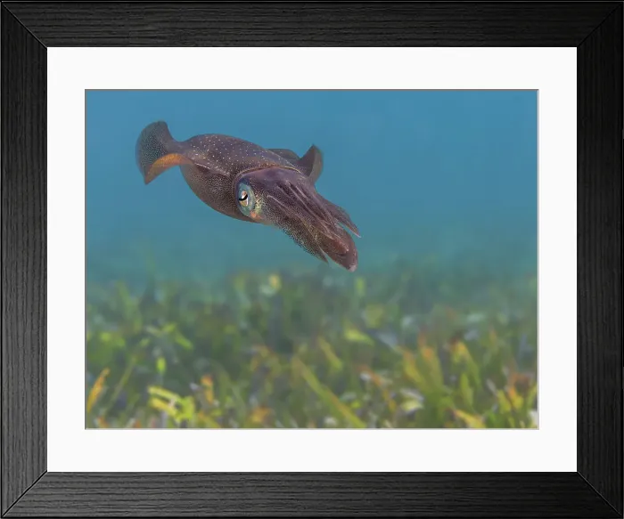 Framed Print : Caribbean Reef Squid (Sepioteuthis sepioidea), Grand Cayman, Cayman Islands, British West Indies Framed Print : Caribbean Reef Squid (Sepioteuthis sepioidea), Grand Cayman, Cayman Islands, British West Indies