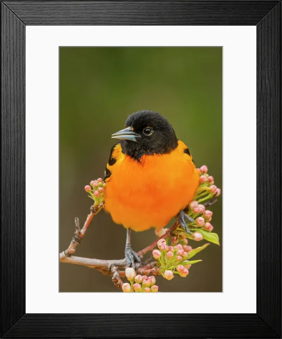 Framed Print : Baltimore Oriole (Icterus galbula) male, Ontario, Canada Framed Print : Baltimore Oriole (Icterus galbula) male, Ontario, Canada
