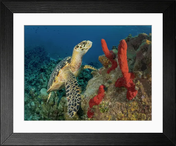 Framed Print : Hawksbill Turtle (Eretmochelys imbricata), Grand Cayman, Cayman Islands, British West Indies