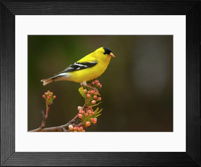 Framed Print : American Goldfinch (Spinus tristis) male, Ontario, Canada Framed Print : American Goldfinch (Spinus tristis) male, Ontario, Canada