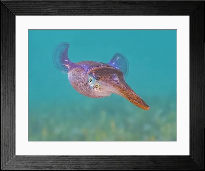 Framed Print : Caribbean Reef Squid (Sepioteuthis sepioidea), Grand Cayman, Cayman Islands, British West Indies Framed Print : Caribbean Reef Squid (Sepioteuthis sepioidea), Grand Cayman, Cayman Islands, British West Indies