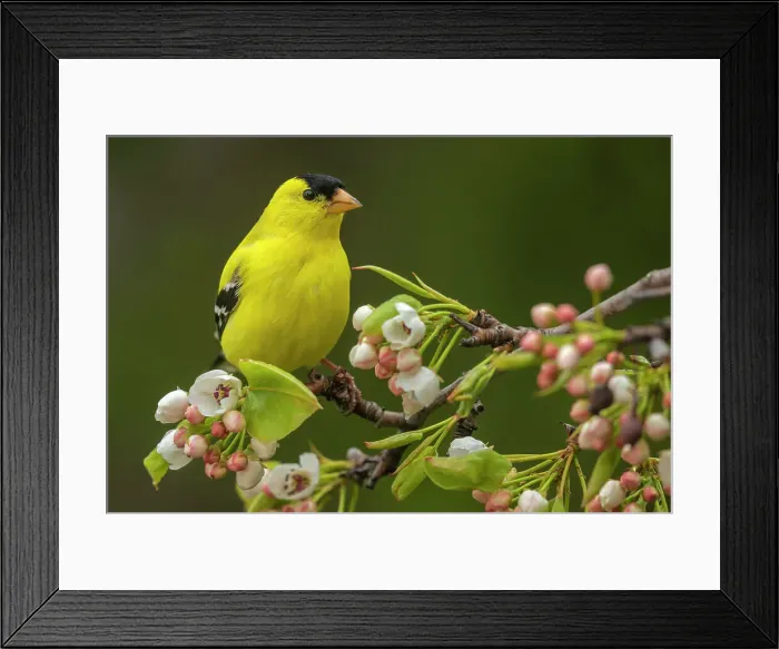 Framed Print : American Goldfinch (Spinus tristis) male, Ontario, Canada Framed Print : American Goldfinch (Spinus tristis) male, Ontario, Canada