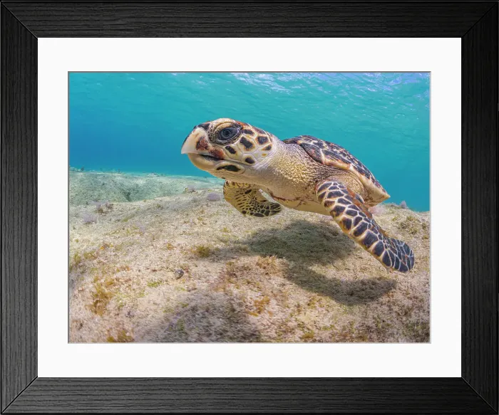 Framed Print : Hawksbill Turtle (Eretmochelys imbricata), Grand Cayman, Cayman Islands, British West Indies Framed Print : Hawksbill Turtle (Eretmochelys imbricata), Grand Cayman, Cayman Islands, British West Indies