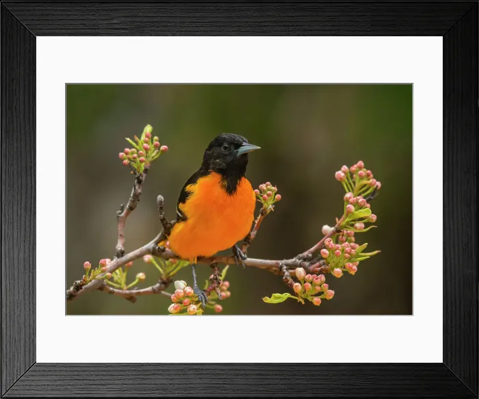 Framed Print : Baltimore Oriole (Icterus galbula) male, Ontario, Canada Framed Print : Baltimore Oriole (Icterus galbula) male, Ontario, Canada