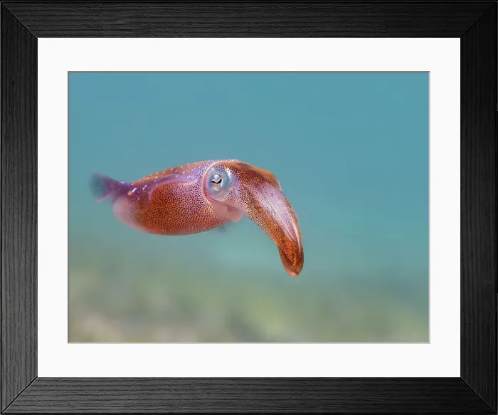 Framed Print : Caribbean Reef Squid (Sepioteuthis sepioidea), Grand Cayman, Cayman Islands, British West Indies Framed Print : Caribbean Reef Squid (Sepioteuthis sepioidea), Grand Cayman, Cayman Islands, British West Indies