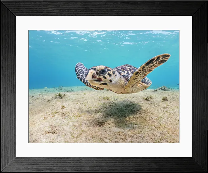 Framed Print : Hawksbill Turtle (Eretmochelys imbricata), Grand Cayman, Cayman Islands, British West Indies Framed Print : Hawksbill Turtle (Eretmochelys imbricata), Grand Cayman, Cayman Islands, British West Indies