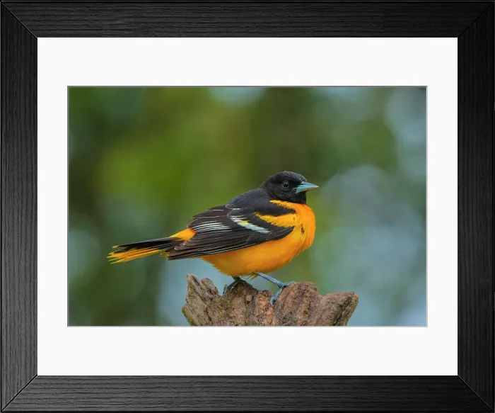 Framed Print : Baltimore Oriole (Icterus galbula) male, Ontario, Canada Framed Print : Baltimore Oriole (Icterus galbula) male, Ontario, Canada
