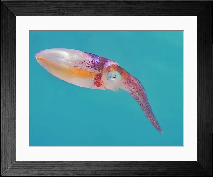 Framed Print : Caribbean Reef Squid (Sepioteuthis sepioidea), Grand Cayman, Cayman Islands, British West Indies Framed Print : Caribbean Reef Squid (Sepioteuthis sepioidea), Grand Cayman, Cayman Islands, British West Indies
