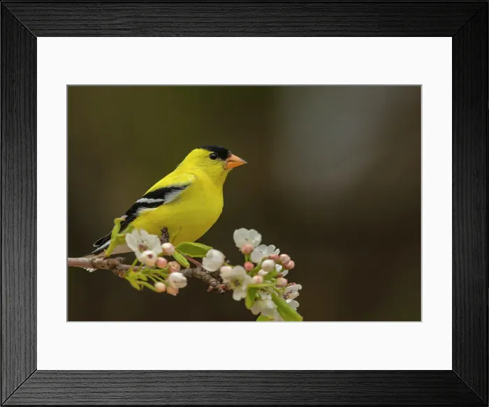 Framed Print : American Goldfinch (Spinus tristis) male, Ontario, Canada Framed Print : American Goldfinch (Spinus tristis) male, Ontario, Canada