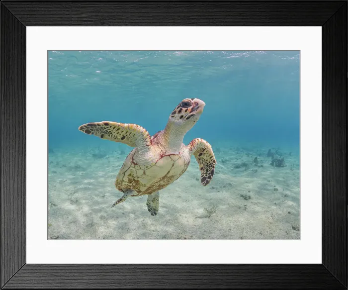 Framed Print : Hawksbill Turtle (Eretmochelys imbricata), Grand Cayman, Cayman Islands, British West Indies Framed Print : Hawksbill Turtle (Eretmochelys imbricata), Grand Cayman, Cayman Islands, British West Indies