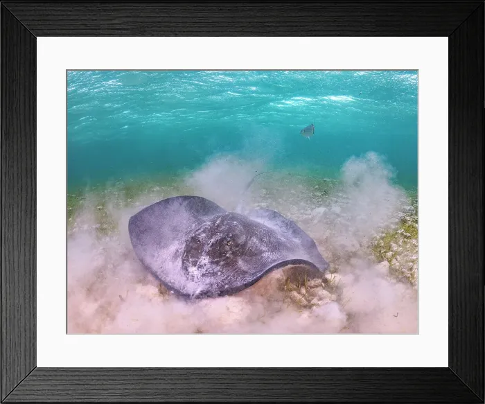 Framed Print : Southern Stingray (Hypanus americanus), Grand Cayman, Cayman Islands, British West Indies Framed Print : Southern Stingray (Hypanus americanus), Grand Cayman, Cayman Islands, British West Indies