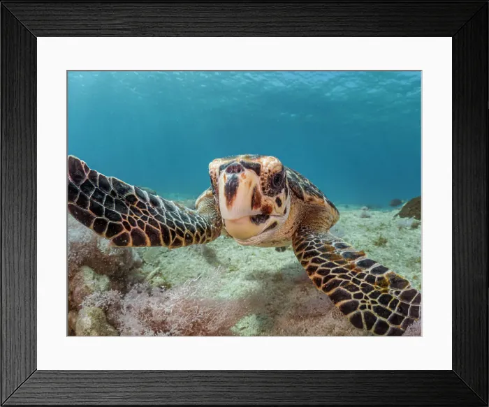 Framed Print : Hawksbill Turtle (Eretmochelys imbricata), Grand Cayman, Cayman Islands, British West Indies Framed Print : Hawksbill Turtle (Eretmochelys imbricata), Grand Cayman, Cayman Islands, British West Indies