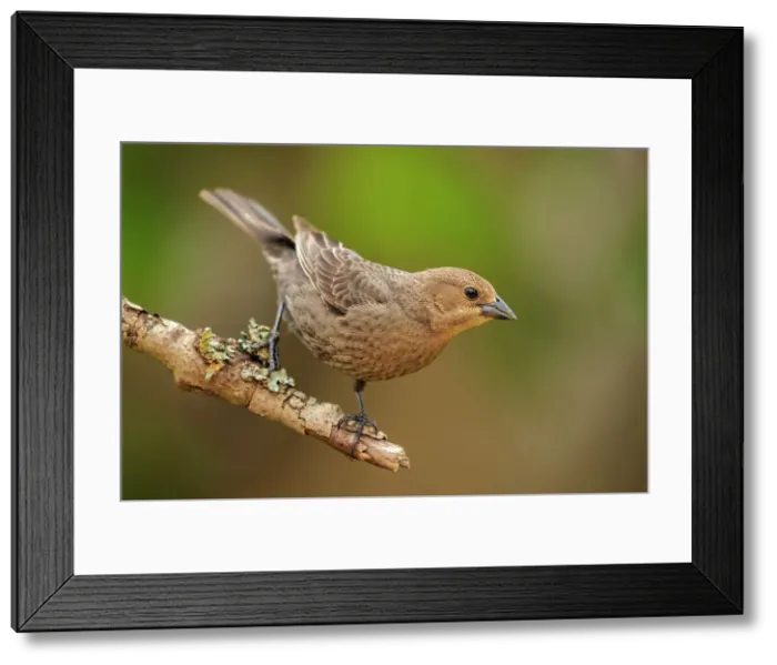 Framed Print : Brown-headed Cowbird (Molothrus ater) female, Ontario, Canada Framed Print : Brown-headed Cowbird (Molothrus ater) female, Ontario, Canada