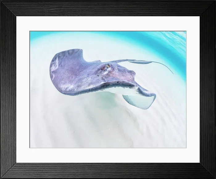Framed Print : Southern Stingray (Hypanus americanus) at Stingray City in North Sound, Grand Cayman, Cayman Islands, British West Indies Framed Print : Southern Stingray (Hypanus americanus) at Stingray City in North Sound, Grand Cayman, Cayman Islands, British West Indies