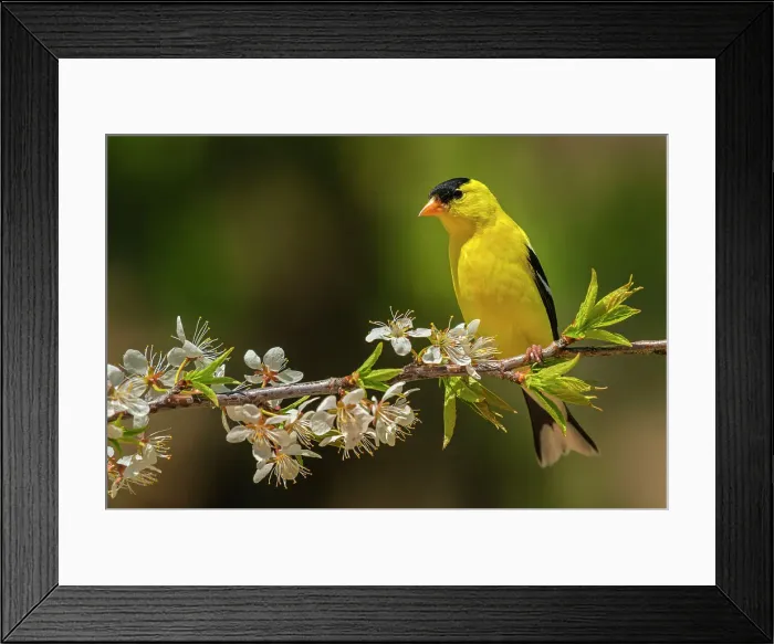 Framed Print : American Goldfinch (Spinus tristis) male, Ontario, Canada Framed Print : American Goldfinch (Spinus tristis) male, Ontario, Canada