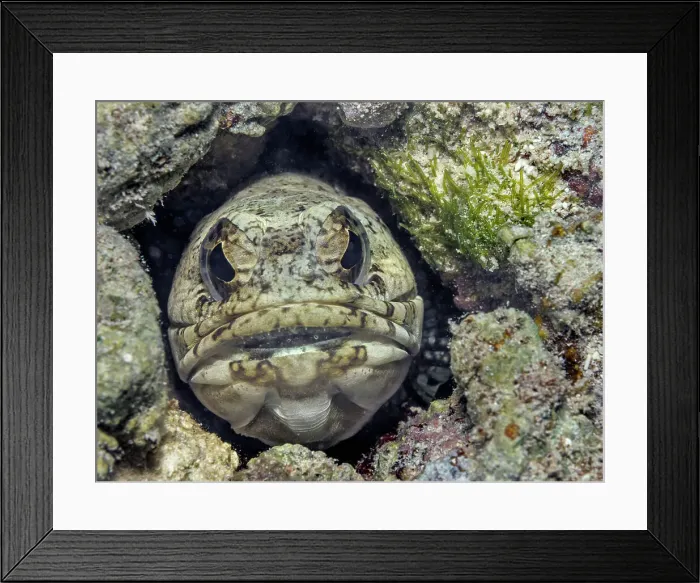 Framed Print : Banded Jawfish (Opistognathus macrognathus) mouth brooding eggs, Grand Cayman, Cayman Islands, British West Indies Framed Print : Banded Jawfish (Opistognathus macrognathus) mouth brooding eggs, Grand Cayman, Cayman Islands, British West Indies