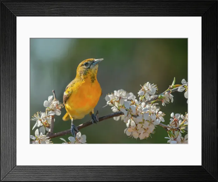 Framed Print : Baltimore Oriole (Icterus galbula) female, Ontario, Canada
