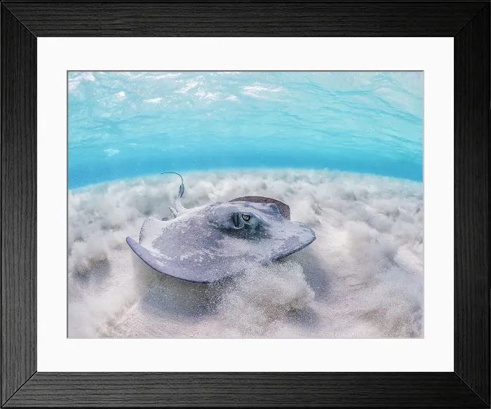 Framed Print : Southern Stingray (Hypanus americanus) at Stingray City in North Sound, Grand Cayman, Cayman Islands, British West Indies Framed Print : Southern Stingray (Hypanus americanus) at Stingray City in North Sound, Grand Cayman, Cayman Islands, British West Indies
