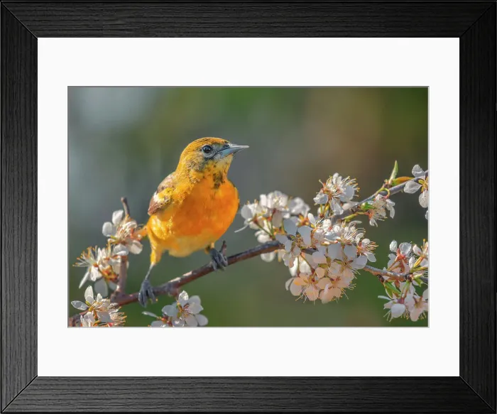 Framed Print : Baltimore Oriole (Icterus galbula) female, Ontario, Canada