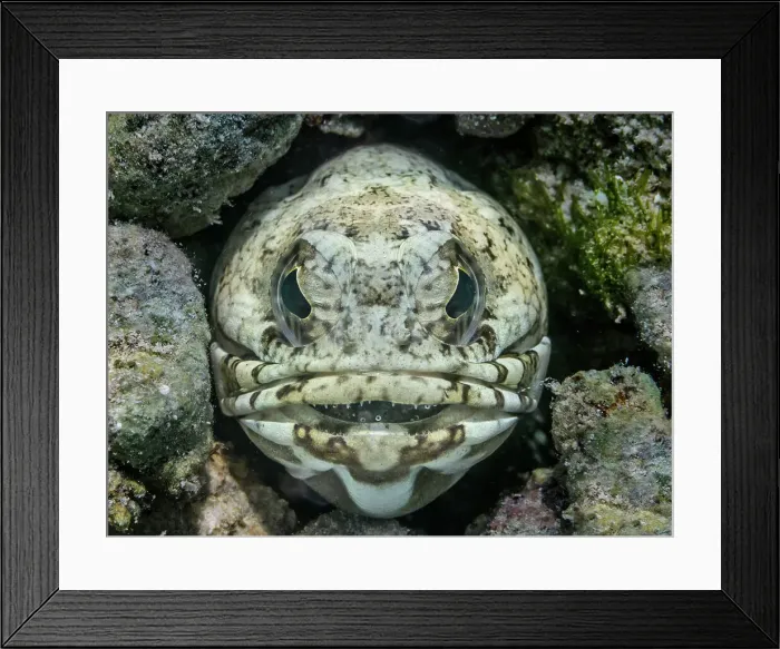 Framed Print : Banded Jawfish (Opistognathus macrognathus) mouth brooding eggs, Grand Cayman, Cayman Islands, British West Indies Framed Print : Banded Jawfish (Opistognathus macrognathus) mouth brooding eggs, Grand Cayman, Cayman Islands, British West Indies