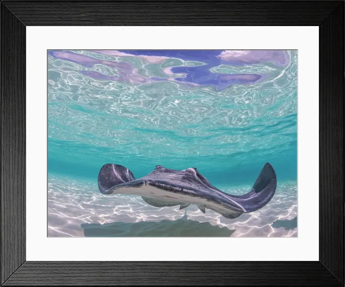 Framed Print : Southern Stingray (Hypanus americanus) at Stingray City in North Sound, Grand Cayman, Cayman Islands, British West Indies Framed Print : Southern Stingray (Hypanus americanus) at Stingray City in North Sound, Grand Cayman, Cayman Islands, British West Indies