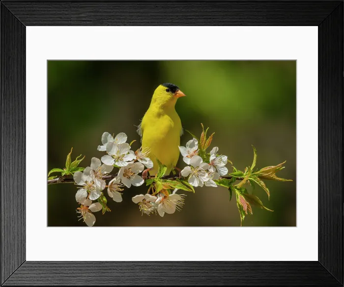 Framed Print : American Goldfinch (Spinus tristis) male, Ontario, Canada Framed Print : American Goldfinch (Spinus tristis) male, Ontario, Canada