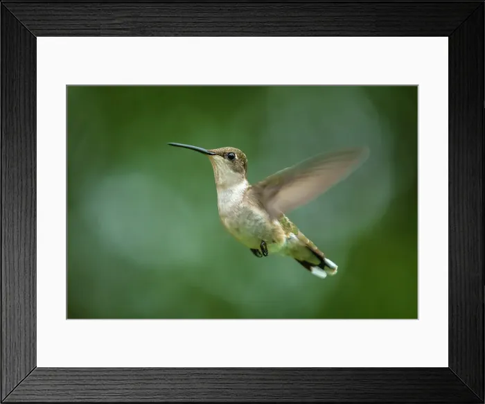 Framed Print : Ruby-throated Hummingbird (Archilochus colubris) female, Ontario, Canada Framed Print : Ruby-throated Hummingbird (Archilochus colubris) female, Ontario, Canada