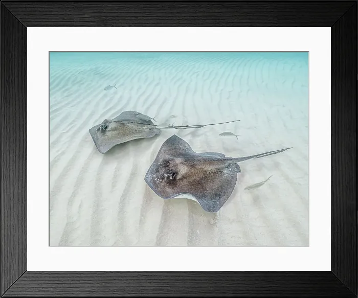 Framed Print : Southern Stingray (Hypanus americanus) at Stingray City in North Sound, Grand Cayman, Cayman Islands, British West Indies Framed Print : Southern Stingray (Hypanus americanus) at Stingray City in North Sound, Grand Cayman, Cayman Islands, British West Indies
